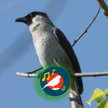 Suara Kutilang Kualitas HD