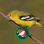 Suara Sirtu Gacor Ampuh