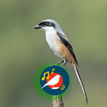 Suara Pentet Gacor Jernih HD