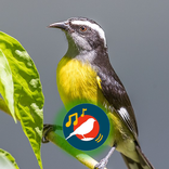 Sibite Chamando Muito