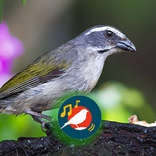 Trinca Ferro Femea Chamando