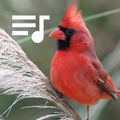 Canto Del Cardenal Rojo