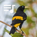 Canto do Xexéu Cantando muito