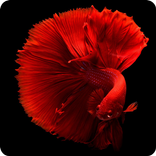 عالم الاسماك والبحار