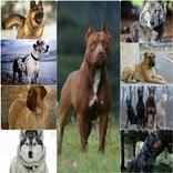 Dogs wallpapers خلفيات كلاب