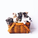 Pictures of cats صور القطط