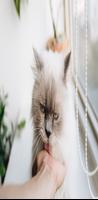 cat plakat