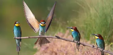 Aves de España