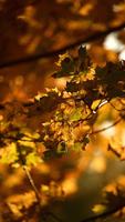 Magic touch: Autumn plakat