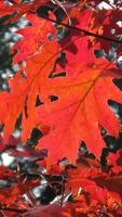 Magic touch: Autumn screenshot 1
