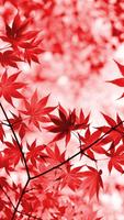 Magic touch: Autumn screenshot 3