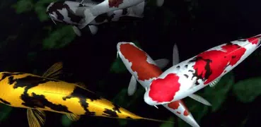 Magic touch: Koi Fish