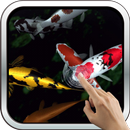 APK Magic touch: Koi Fish