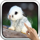 Magic Touch: Cute Bunny APK