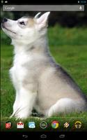 Cute Husky Puppy Live Wallpaper Affiche