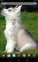 Cute Husky Puppy Live Wallpaper スクリーンショット 1