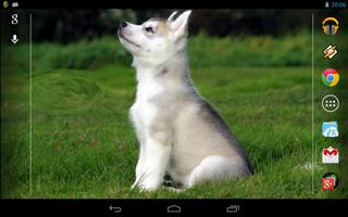 Cute Husky Puppy Live Wallpaper capture d'écran 2