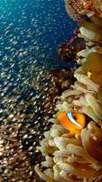 Colorful Tropical Fishes poster