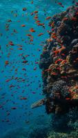 Colorful Tropical Fishes screenshot 1