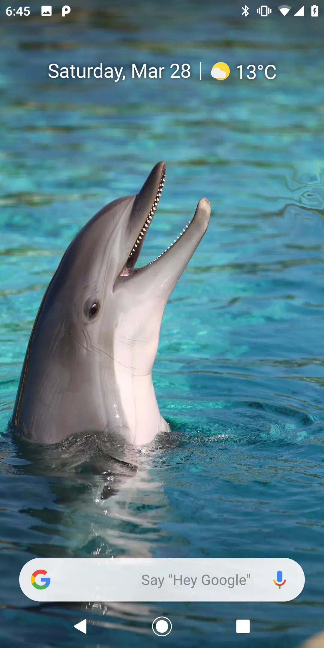Magic Touch Dolphins For Android Apk Download