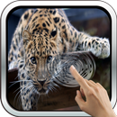 Magic Touch: Leopard Live Wall APK
