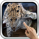 Magic Touch: Leopard Live Wall 图标