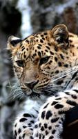 Magic Touch: Leopard Live Wall 截图 3