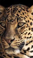 پوستر Magic Touch: Leopard Live Wall