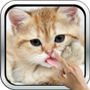 APK Magic Touch: Fluffy Cat Live W