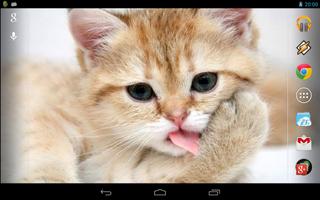 Magic Touch: Fluffy Cat Screenshot 2