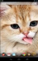 Magic Touch: Fluffy Cat Plakat