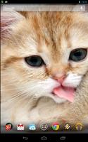 Magic Touch: Fluffy Cat Screenshot 1