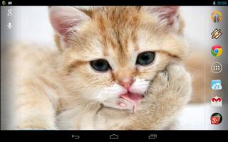 Magic Touch: Fluffy Cat Screenshot 3