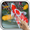 Interactive Koi Fish 3D