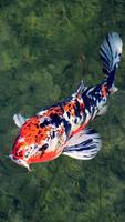 Interactive Koi Fish 3D โปสเตอร์