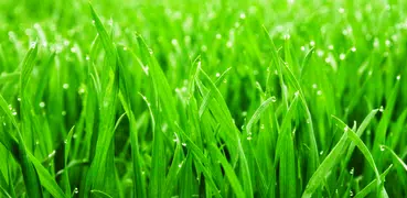 Magic Touch: Grass Live Wallpa