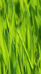 Magic Touch: Grass Live Wallpa APK download