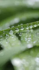 Magic Touch: Grass Live Wallpa APK download