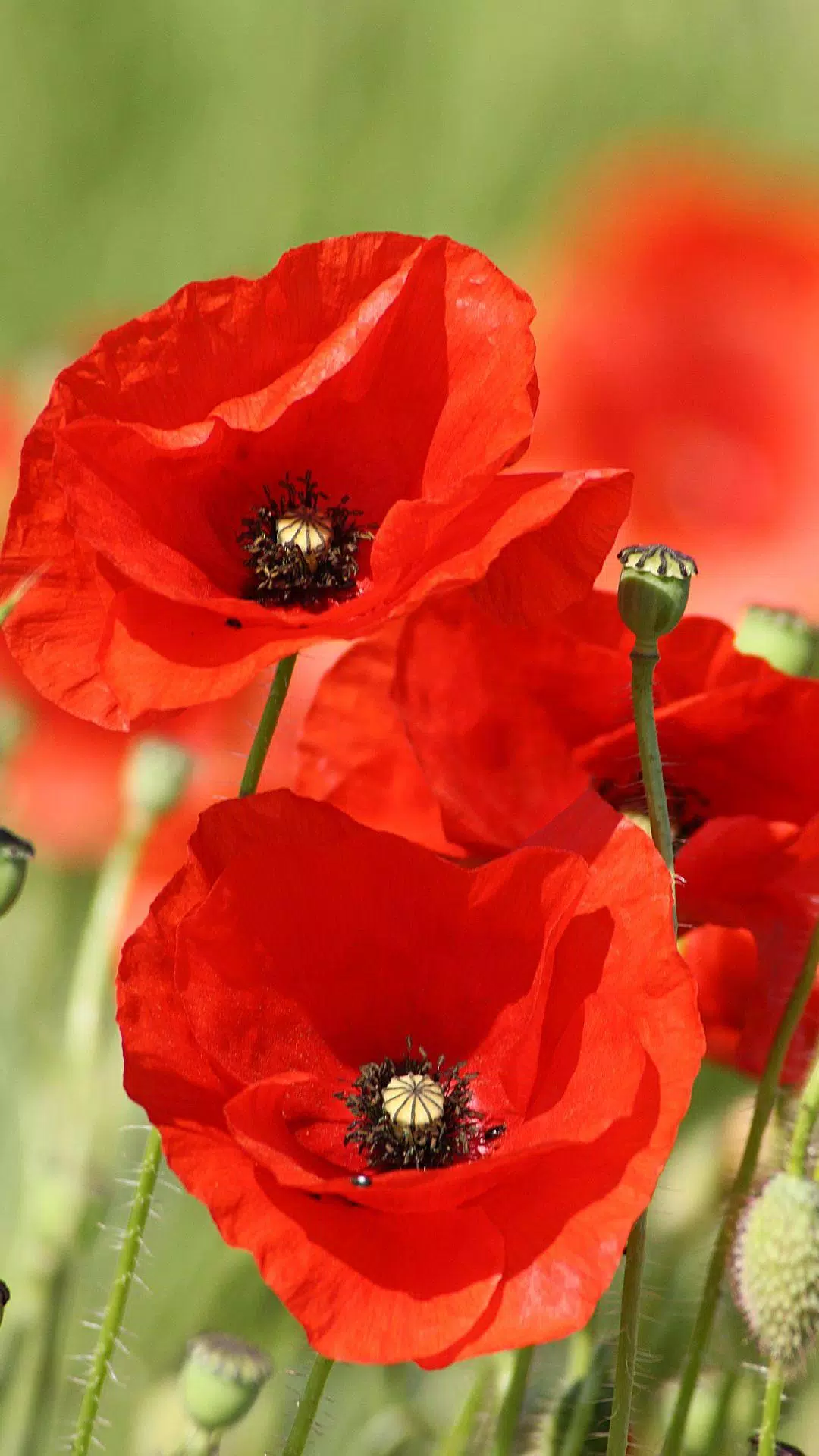 Red Poppies 3D Wallpaper APK for Android Download