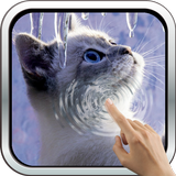 ikon Interactive Kitten