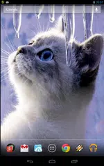 Interactive Kitten APK download