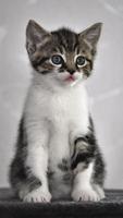 Interactive Kitten imagem de tela 1