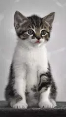 Interactive Kitten APK download