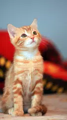 Interactive Kitten APK download