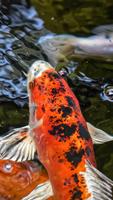 Koi Fish in the Pond Plakat