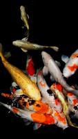 Koi Fish in the Pond Screenshot 1