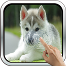 Little Husky 3D Wallpaper APK