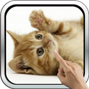 APK Playful Kitten Live Wallpaper