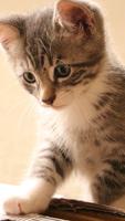 Playful Kitten ภาพหน้าจอ 1