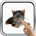Icona Pretty York Terrier